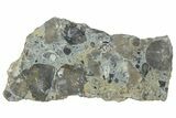 Fossil Brachiopod (Rafinesquina) and Bryozoan Plate - Indiana #285104-1